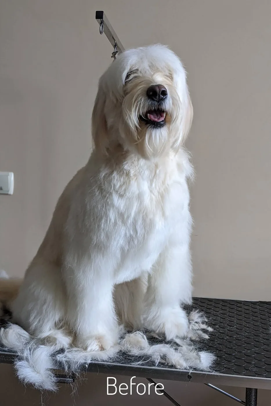 Cream doodle on the grooming table before the full groom