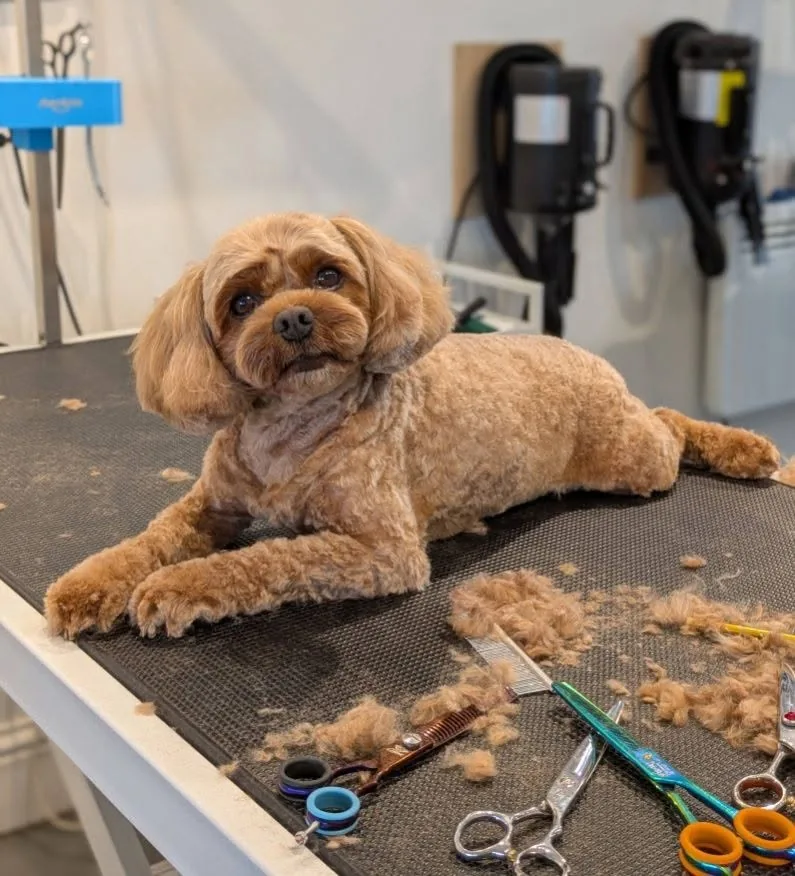 Apricot teddy-bear cut with grooming shears on the table